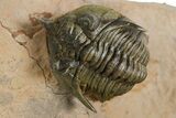 Pseudocryphaeus (Cryphina) Trilobite - Lghaft, Morocco #350527-4